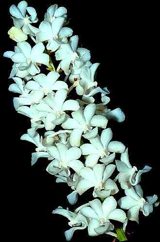 Rhynchostylis coelestis alba